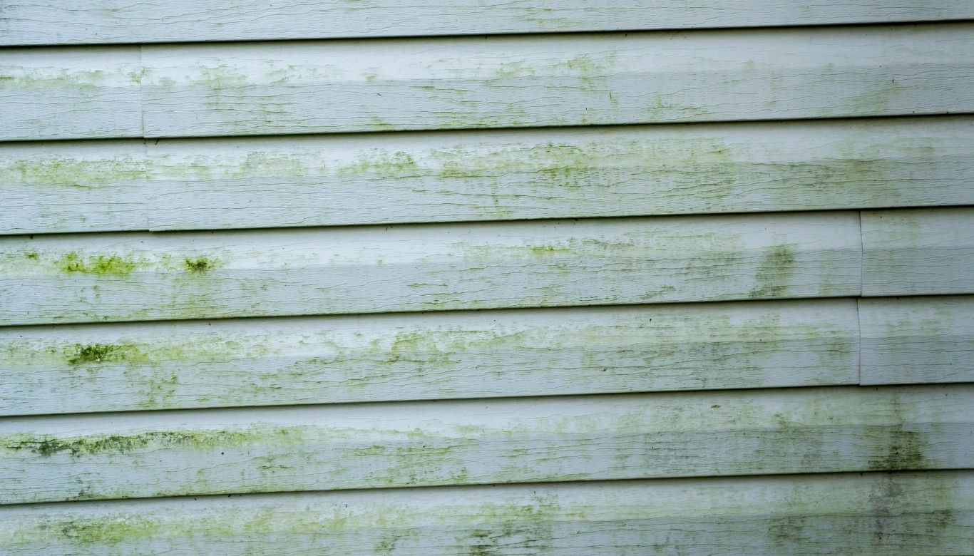 what does mold look like on walls​
