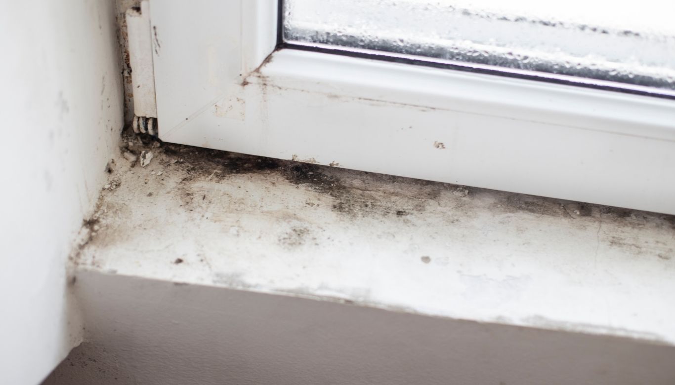 what does mold look like on walls​
