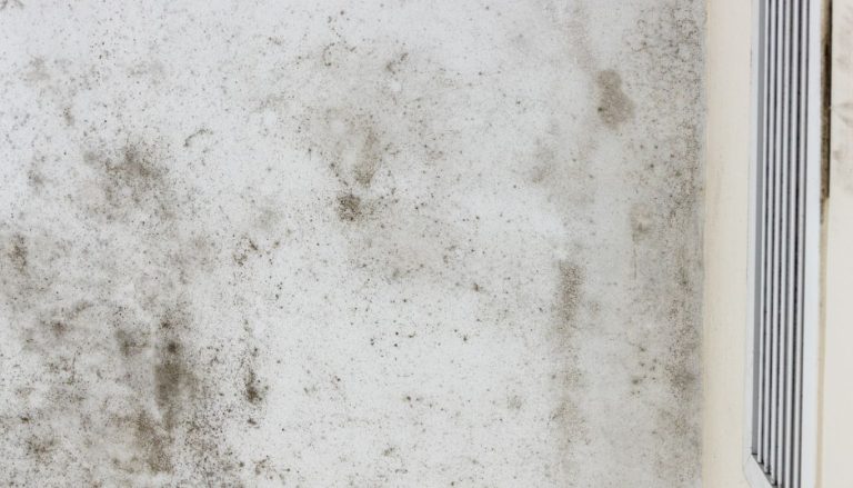 what does mold look like on walls​
