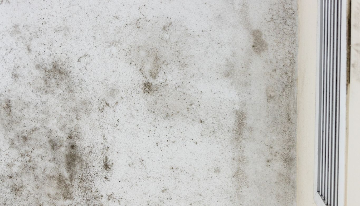 what does mold look like on walls​